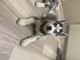Siberian Husky Puppies for sale in Lynnwood, WA 98037, USA. price: $2,500