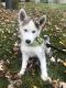 Siberian Husky Puppies for sale in Hudsonville, MI 49426, USA. price: $650