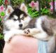 Siberian Husky Puppies for sale in Ca Trail, West Wendover, NV 89883, USA. price: $880