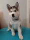 Siberian Husky Puppies for sale in Winnetka, Los Angeles, CA, USA. price: NA
