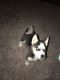 Siberian Husky Puppies for sale in Keller, TX, USA. price: NA
