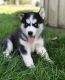 Siberian Husky Puppies for sale in Chicago, IL 60628, USA. price: NA