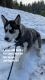 Siberian Husky Puppies for sale in West Covina, CA 91790, USA. price: NA