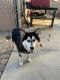 Siberian Husky Puppies for sale in N 67th Ave & Thomas Rd, Phoenix, AZ 85035, USA. price: NA