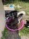 Siberian Husky Puppies for sale in St. Petersburg, FL, USA. price: $200