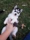 Siberian Husky Puppies for sale in El Reno, OK, USA. price: $500