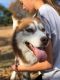 Siberian Husky Puppies for sale in Fairland, OK 74343, USA. price: NA