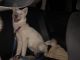 Siberian Husky Puppies for sale in 2706 W Yorkshire Dr, Phoenix, AZ 85027, USA. price: $750