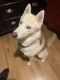 Siberian Husky Puppies for sale in Irving, TX 75060, USA. price: NA