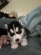 Siberian Husky Puppies for sale in Jacksonville, NC 28546, USA. price: $1,500