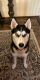 Siberian Husky Puppies for sale in Burnsville, MN, USA. price: $800
