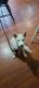 Siberian Husky Puppies for sale in Portland, OR, USA. price: $800