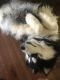 Siberian Husky Puppies for sale in Arnold, MO, USA. price: $400