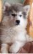 Siberian Husky Puppies for sale in Reston, VA, USA. price: NA