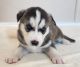 Siberian Husky Puppies for sale in Arizona City, AZ 85123, USA. price: $1,500