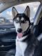 Siberian Husky Puppies for sale in Port St. Lucie, FL, USA. price: $500