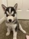 Siberian Husky Puppies for sale in 1374 N 310 W, Logan, UT 84341, USA. price: $800