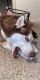 Siberian Husky Puppies for sale in Greencastle, IN 46135, USA. price: NA