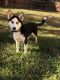 Siberian Husky Puppies for sale in Kennesaw, GA, USA. price: $2,000