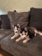 Siberian Husky Puppies for sale in Kansas City, MO 64131, USA. price: NA