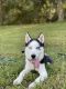Siberian Husky Puppies for sale in Gainesville, FL, USA. price: NA