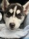 Siberian Husky Puppies for sale in Lynnwood, WA 98037, USA. price: NA