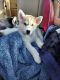 Siberian Husky Puppies for sale in Redding, CA, USA. price: NA
