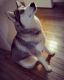 Siberian Husky Puppies for sale in Liberty, NY, USA. price: $700