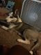 Siberian Husky Puppies for sale in Lansing, IL, USA. price: $1,500