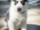 Siberian Husky Puppies for sale in Palm Harbor, FL 34683, USA. price: NA
