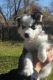 Siberian Husky Puppies for sale in Sherman, TX, USA. price: NA