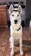 Siberian Husky Puppies for sale in Mastic, NY, USA. price: $1,700