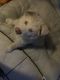 Siberian Husky Puppies for sale in Rancho Cucamonga, CA 91730, USA. price: NA