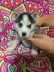 Siberian Husky Puppies for sale in Ewing, KY 41039, USA. price: NA