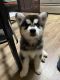 Siberian Husky Puppies for sale in Beaverton, OR, USA. price: $1,450