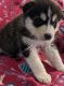 Siberian Husky Puppies for sale in Snowflake, AZ 85937, USA. price: $800