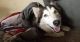 Siberian Husky Puppies for sale in Suitland, MD 20746, USA. price: NA