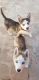Siberian Husky Puppies for sale in Bell, CA, USA. price: NA