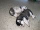 Siberian Husky Puppies for sale in 2321 Adam Clayton Powell Jr Blvd, New York, NY 10030, USA. price: NA