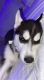Siberian Husky Puppies for sale in Bloomington, IN, USA. price: NA