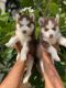 Siberian Husky Puppies for sale in Portland, OR, USA. price: $980
