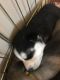 Siberian Husky Puppies for sale in Woodstock, GA 30188, USA. price: $1,500