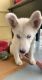 Siberian Husky Puppies for sale in Sanford, NC, USA. price: NA