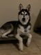 Siberian Husky Puppies for sale in Spring, TX 77373, USA. price: $1,500