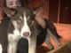 Siberian Husky Puppies for sale in Marinette, WI 54143, USA. price: $350
