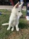 Siberian Husky Puppies for sale in Killeen, TX, USA. price: $500