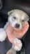 Siberian Husky Puppies for sale in Van Nuys, Los Angeles, CA, USA. price: NA