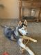 Siberian Husky Puppies for sale in Indio Hills, CA 92241, USA. price: NA