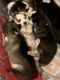 Siberian Husky Puppies for sale in Louisville, KY, USA. price: $600
