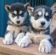 Siberian Husky Puppies for sale in Snowflake, AZ 85937, USA. price: $900